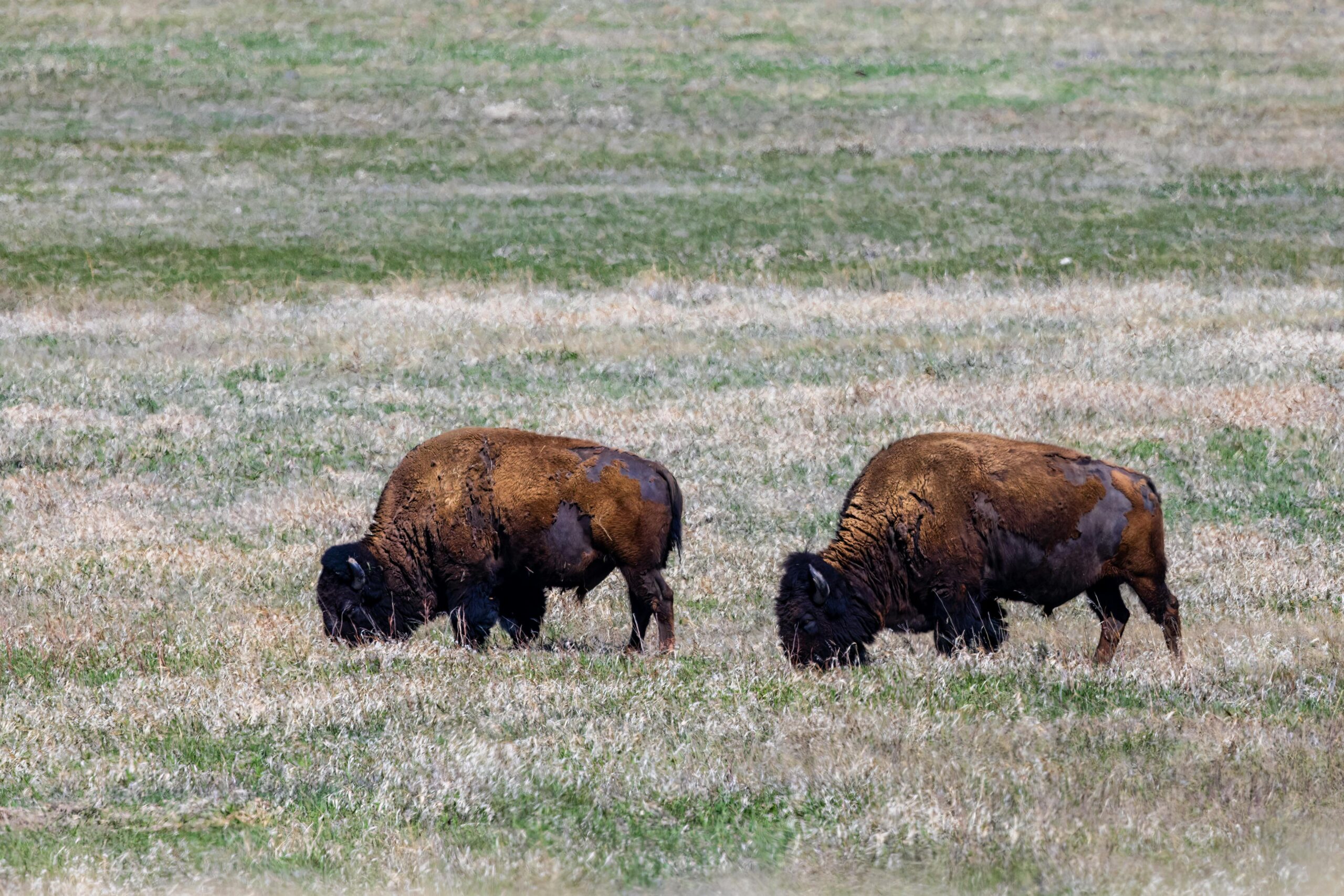 pexels-aaron-j-hill-3434251-17239807